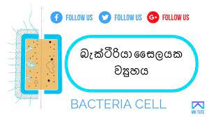 Plant cell structure in sinhala. Golgi Apparatuses In Sinhala Youtube