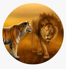 Find tiger pictures and tiger photos on desktop nexus. Wallpapers Of Tigers And Lions Dekstop Wallpaper Hd Lion And Tiger Wallpaper Hd Hd Png Download Kindpng