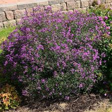 Image result for Vernonia zanzibarensis
