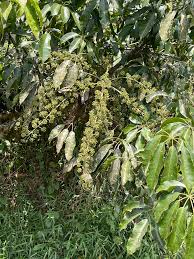 Image result for Astropanax goetzenii