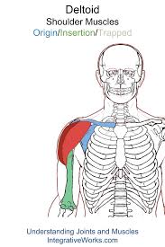 Deltoid Functional Anatomy Integrative Works