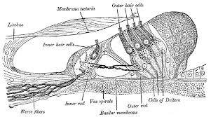 The inner ear is usually referred to as the cochlea (in dark green in the picture on the next screen). Hair Cell Wikipedia