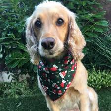 Check spelling or type a new query. Christmas Dog Bandanas Dog Bandanas For Christmas