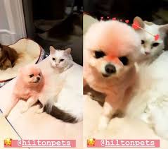 Dog hair dye dog dye perfect pink pretty in pink colorful animals cute animals cute puppies cute. Substar Eco Friendly Dyeing On Dogs Paris Hilton Controversy Over Dog Mistreatment Teller Report