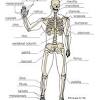 The human skeletal system is one of the major systems in the human body. 1