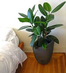 Air purifying plants beside air purification, these moss graffiti panels are sound absorbing looking for more moss or learn more about indoor plants that clean the air and remove toxins.!! Best Sound Absorbing Indoor Plants