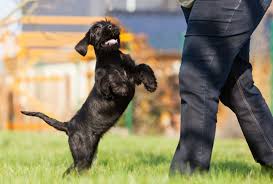 Perhaps you have tried to get your dog to stop jumping by using conventional training methods. How To Stop A Puppy Jumping Up And Biting Dogpackr