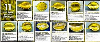 Pengangkutan boleh dibahagiakan kepada pelbagai jenis. 11 Jenis Durian Popular Dan Laris Di Malaysia Some Bullet For Your Head