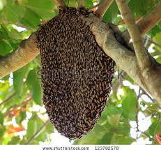 Image result for bee hive