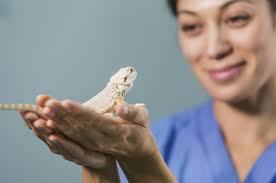 Exotic Low Maintenance Cool Pets That Are Legal To Own Slideshow The Active Times