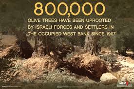 Settlers uproot olive trees in Bethlehem – Middle East Monitor