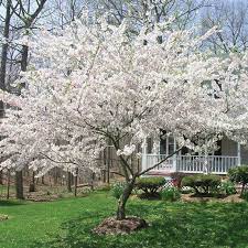 The yoshino cherry trees (소메이요시노) are the most common in korea, and they bloom first. Buy Affordable Yoshino Cherry Trees At Our Online Nursery Arbor Day Foundation Buy Trees Rain Forest Friendly Coffee Greeting Cards That Plant Trees Memorials And Celebrations With Trees And More