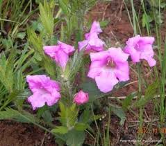 Image result for Graderia