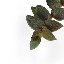 Image result for Cyanotis