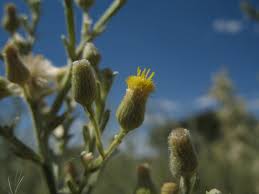 Image result for Laggera