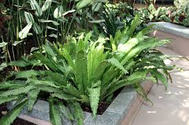Image result for Asplenium smedsii