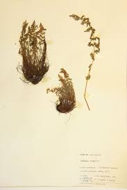 Image result for Woodsiaceae