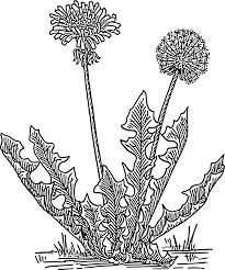 Dandelion black and white svg. How To Set Use Dandelion Grass Svg Vector Full Size Png Download Seekpng