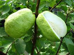 Jambu biji yang selama ini kerap menjadi pilihan kedua, ternyata punya manfaat yang istimewa jambu biji kristal memiliki daging buah yang tebal. Macam Macam Jambu Biji Dan Jambu Air Unggulan Termanis