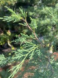 Image result for Juniperus