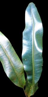 Image result for Elaphoglossum aubertii