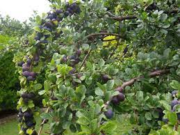 The damson or damson plum (prunus domestica subsp. Damson Tree