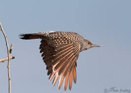 This is juvenile northern flicker by craig & joy johnson on vimeo, the home for high quality videos and the people who love them. Here S Why This Species Used To Be Called The Red Shafted Flicker Feathered Photography