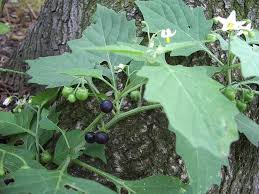 Image result for Solanum aculeatissimum