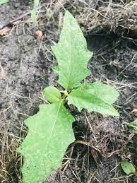 Land was allowed to lie fallow that it might become more fruitful; Thorny Weed Identification 589219 Ask Extension