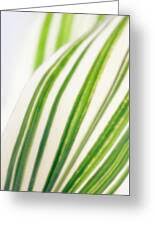 Image result for Pleioblastus fortunei