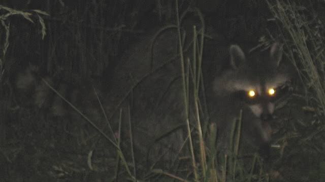 Answered: Why the eyes of some animals glow at night | Pets-animals News -  The Indian Express