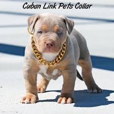Thick Gold Chain Pets Safety Collar We Go Goat Bully Breeds Dogs Cute Baby Animals Pets