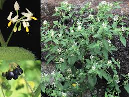 Image result for Solanum chenopodioides