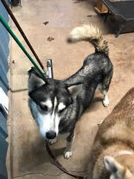 Click on a number to view a list of all siberian husky rescue groups in that state. Dog For Adoption Annalise A Siberian Husky Husky Mix In Cumming Ga Petfinder