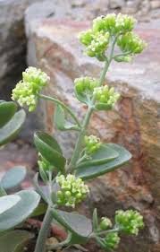 Image result for Kalanchoe latisepala