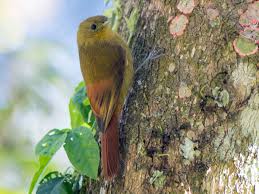 Image result for Pycreus gracillimus