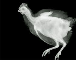 Photographer Profile Nick Veasey Xray Art X Ray Everyday Art