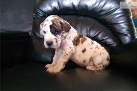 Check spelling or type a new query. Great Dane Puppies Near Me Petfinder