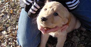 Families love their goldens and often keep this breed as a family. Minnesota Golden Retriever Breeder Golden Retriever Puppies For Sale Mn Hunting Dogs