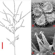 Image result for Cynoglossum coeruleum