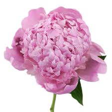 Spending a couple hours of our day today with @jessica_starryfieldsfarm, @billieshayestyle , and @cp_photography_ky and couldn't be more. Jules Elie Peony Flowers Dec Delivery Wholesale Flowers Fiftyflowers