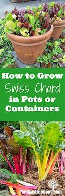 Sun, water, soil the great part about growing chard in containers is that you can place your pot anywhere in your yard, to get the best sunlight. How To Grow Swiss Chard In Pots Or Containers Growing Swiss Chard Growing Chard Chard