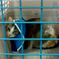 Photos At Forest Hills Cat Hospital Veterinarian In Middle Village