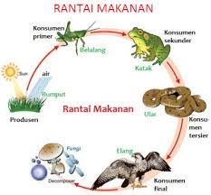 Rantai makanan adalah suatu proses makan atau dimakan antara makhluk hidup dengan tujuan perpindahan energi makanan. Rantai Makanan Rantai Makanan Ekosistem Rantai