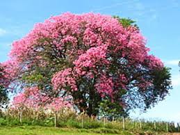 Image result for Ceiba