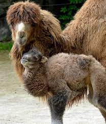 If there is a camel with three humps, it is most likely a mutation.a figment of your imagination. Camel Zooborns