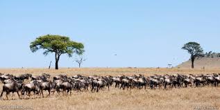 Antelope is a word used for any one of a large group of animals that are related to goats, sheep and cows. Top 10 Best African Safari Parks And Destinations Of 2021 Safaribookings