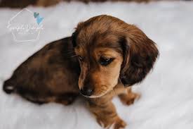 To be notified of future puppy litters, call vernon miller at 260.499.0822. Beau Dapple Mini Dachshund Posts Facebook