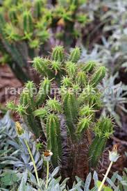 Image result for Euphorbia transvaalensis