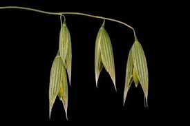 Image result for Avena byzantina